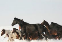 Equine Slaughter Voted Down in South Dakota horses snow