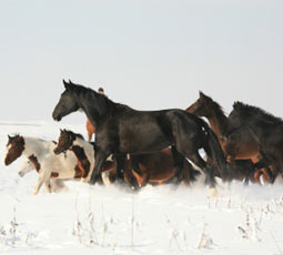 horses snow