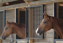 horses stalls