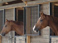 horses stalls