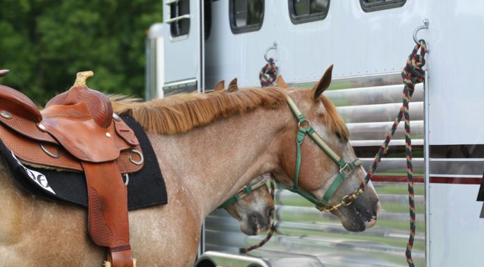 Horse tied to trailer