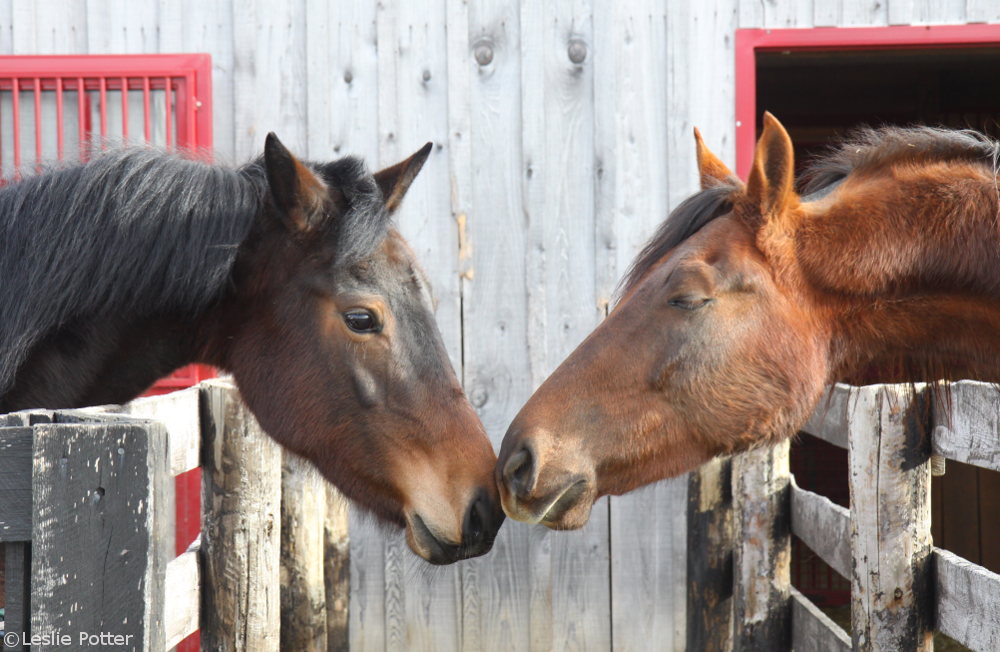 Two horses touching noses