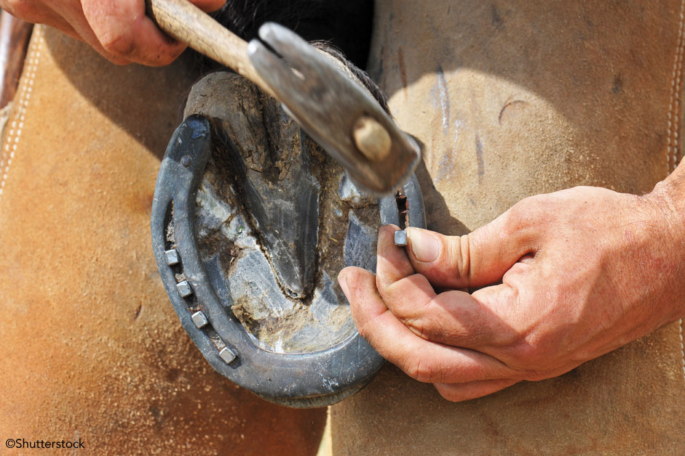 Farrier nailing on a horse show