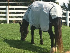 Rambo Summer Series Sheets Product Review