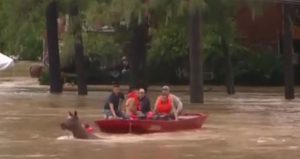 Horses Caught in Floodwaters Near Houston