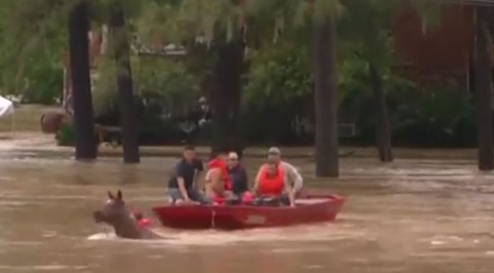 houston floods