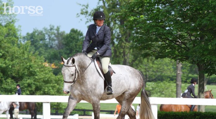 Hunter show horse on the flat