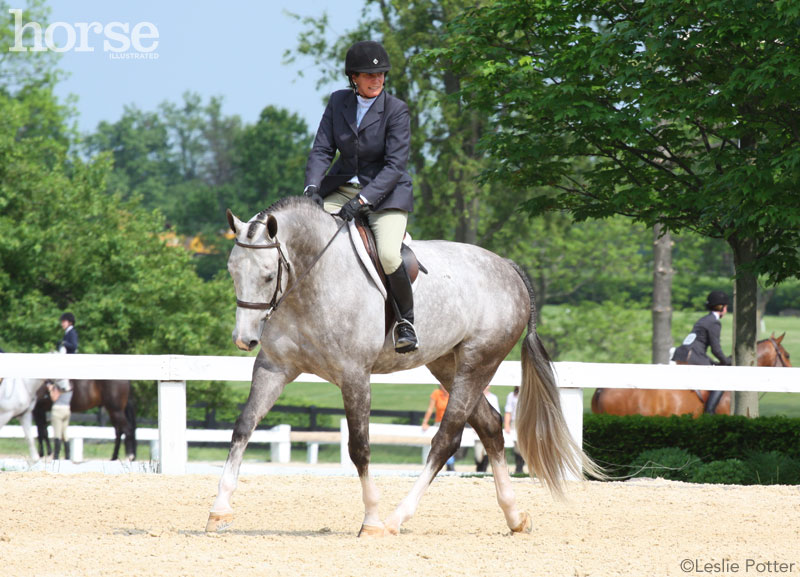 Hunter show horse on the flat