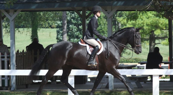 Hunter horse trotting at a horse show