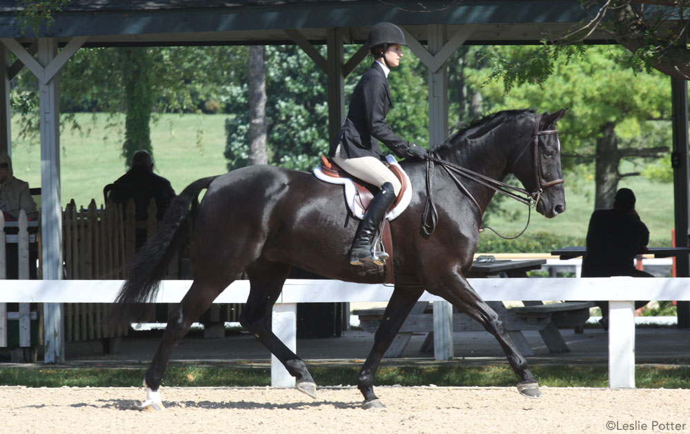 Hunter horse trotting at a horse show