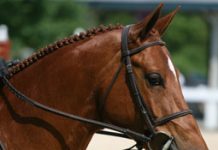 Equine welfare is the topic of tonight’s USEF Town Hall Meeting hunter headshot