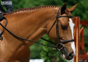 Bits for English Riding