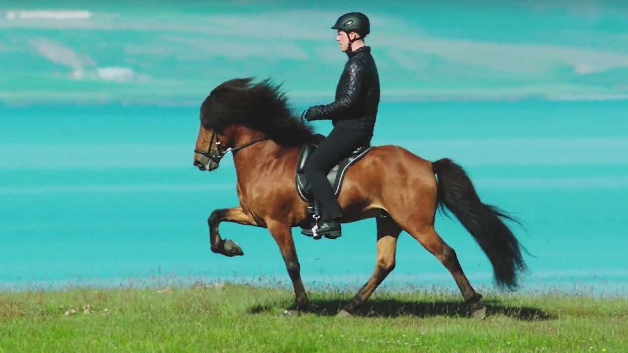 TIL that Icelandic horses are not allowed to leave the country. If they