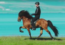 icelandic horse