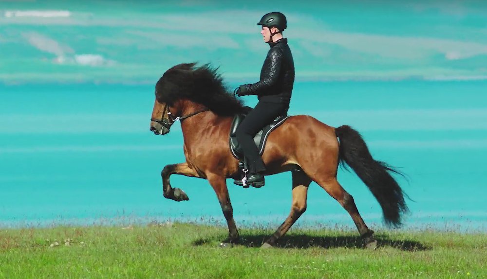 Featured Video: Icelandic Horse in Motion