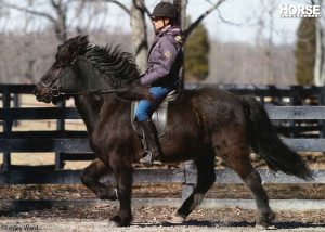 Video: Gaits of the Icelandic Horse