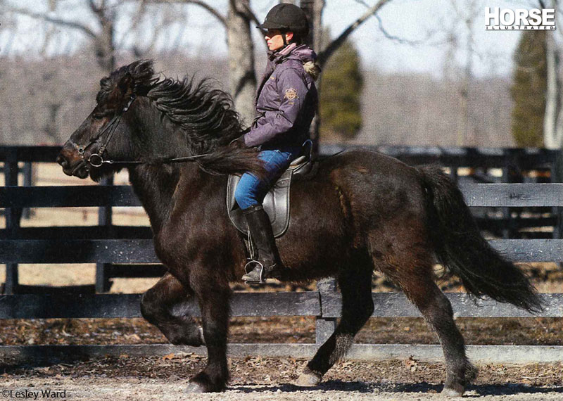 Video: Gaits of the Icelandic Horse