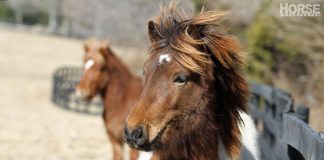 icelandic horses