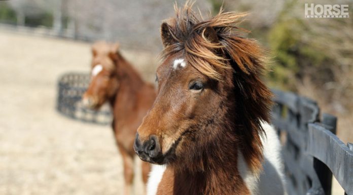 icelandic horses