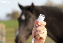 Administering Injectable Medications to Horses injectable horse medication