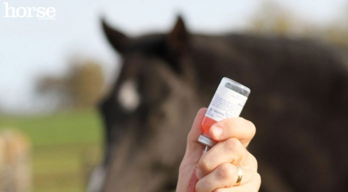 injectable horse medication