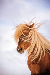 Inspired by Icelandic Horses
