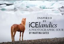 Photographing Icelandic Horses inspired by icelandics