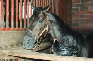 Talking to the Animals