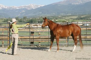 Become Your Horse’s Herd Leader through Groundwork