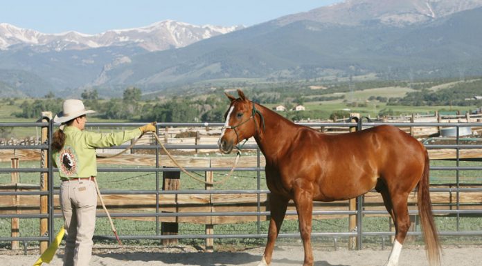 julie goodnight groundwork