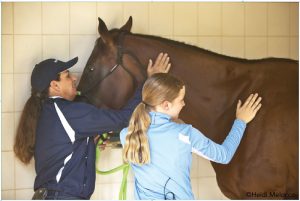 Good Horse, Bad Horse