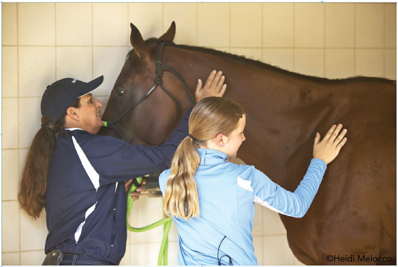 Good Horse, Bad Horse