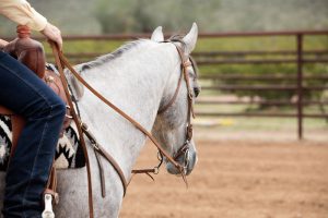 Train Your Horse to Neck Rein