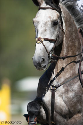 Hot or Cold: Which Temperament is Best for You?