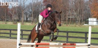 Horse and rider schooling over fences with traffic cone fillers