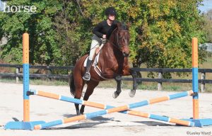 Teach Your Horse to Jump