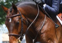 Does using a whip result in better show jumping rounds? jumping whip