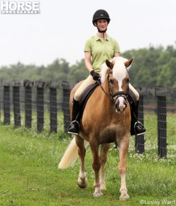 True Tale: I Rode a Haflinger