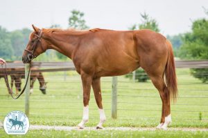 Kyphosis:  Equine Scoliosis