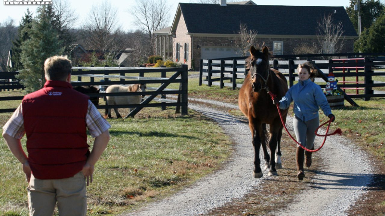 Shoulder Dislocation In Horses