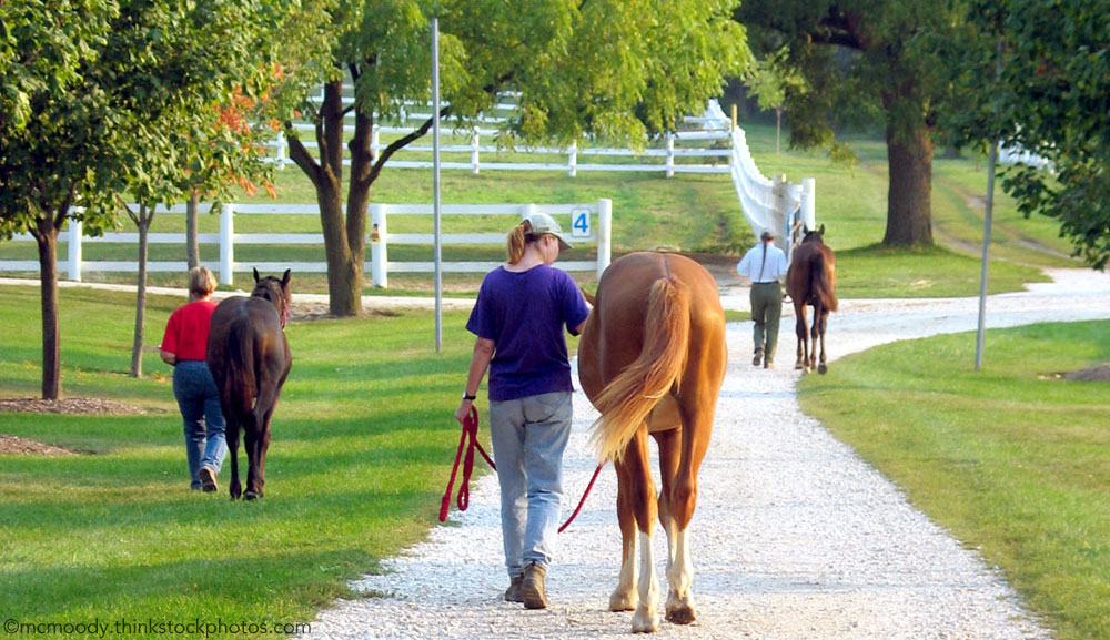 People leading horses at a horse farm