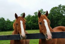 Learning to Love After Loss learning to love