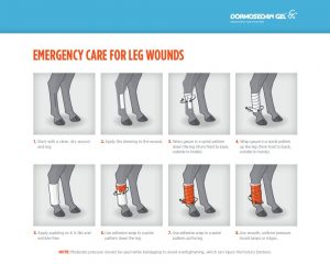 How to bandage a horse’s leg