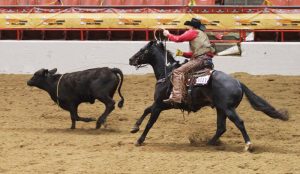 American Quarter Horse All-Stars