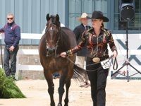 Inaugural Kentucky Reining Cup at Rolex lisa coulter jog