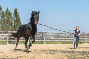 Vet Adventures: A Mighty Roar