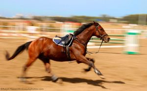 What to Do If a Horse Gets Loose in the Arena