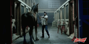 This Week in Horses — January 23, 2015