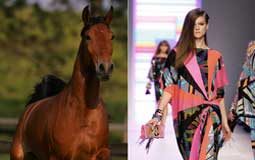 International Lustiano Horse Auction and Fashion Showcase lusitano fashion