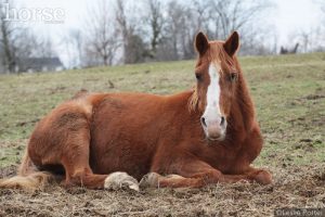 Narcoleptic Horse Lands in Ditch; Is Rescued by Firefighters
